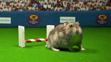 The Westhamster Hamster Show is our favorite new animal competition