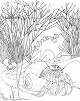 Hermit Crab coloring Page  Free Printable Coloring Pages sketch template