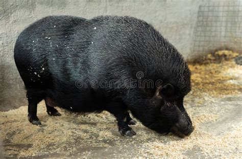 Black Iberian Pig in a Stall at Livestock Farm Stock Photo - Image of ...