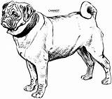 Pug coloring pages To Download And Print For Free sketch template