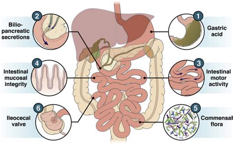 Small Intestinal Bacterial Overgrowth—Pathophysiology and Its Implications for Definition and ...