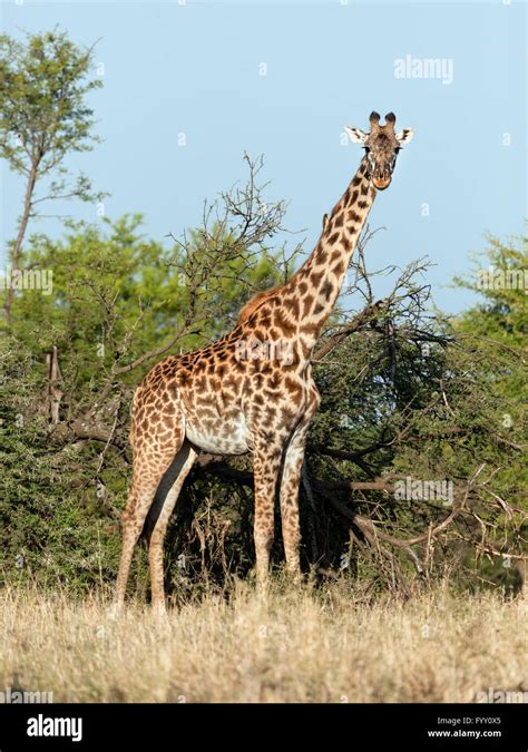 Giraffe on savanna Stock Photo - Alamy