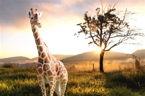 Northern Giraffe Wildlife - Free photo on Pixabay - Pixabay