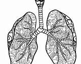 Lung Coloring Pages sketch template