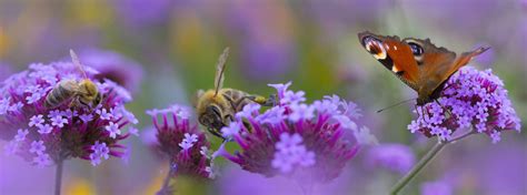 How to encourage butterflies and bees into your garden - Premier Lawns