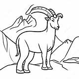 Majestic Mountain Goat Coloring Page 73205 57965 sketch template