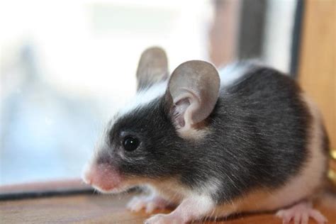 Fancy Mice Breeders • View topic - mouse with 3 colours but not tricolor? :)