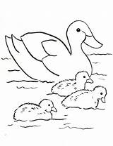 Duck Family Coloring Page  Art Starts sketch template
