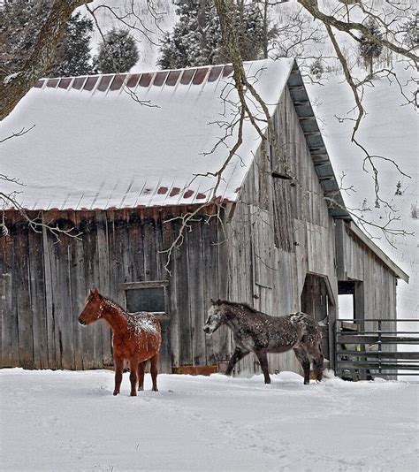 Snow Horses by denise romano | Old barns, Barn pictures, Horses