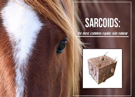 Sarcoids: the most common equine skin tumour | The Pet Professionals