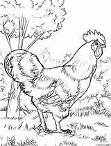 Rooster Drawing Coloring Page » Turkau sketch template
