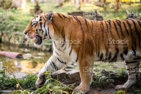 Amur Tiger 004 Stock Photo - Download Image Now - Animals In Captivity ...