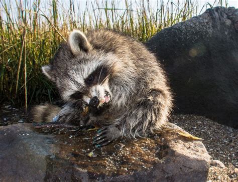 The Symptoms of a Sick Raccoon | Critter Control Dallas