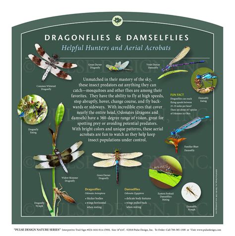 Outdoor Interpretive Sign: Dragonflies & Damselflies, Identification ...