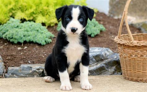 Border Collie Mix Puppies for Sale - Keystone Puppies