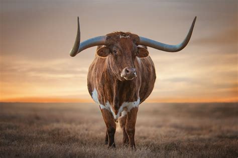 Texas Longhorn Image | National Geographic Your Shot Photo of the Day ...