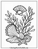 Seaweed Coloring Pages Free Downloads  Sheets For Kids sketch template