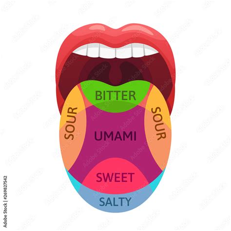 Human tongue taste zones. Sweet, bitter and salty tastes receptors ...