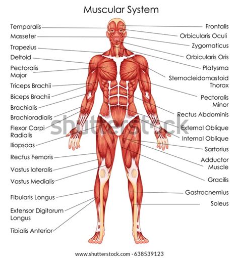 Anatomy Of Human Body Muscles