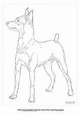 Free Miniature Pinscher Coloring Page  Printables Kidadl sketch template