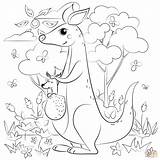 Kangaroo Coloring Page  Free Printable Coloring Pages sketch template