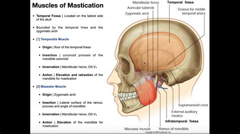 Muscles of Mastication [Part 1] | Origins, Insertions, Etc. - YouTube