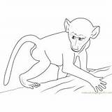 African Baby Baboon Coloring Page For Kids  Free Printable sketch template