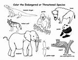 Endangered Animals Coloring Pages sketch template