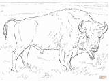 Ausmalbild Realistischer Bison  Ausmalbilder Kostenlos Zum Ausdrucken sketch template