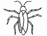 Cockroach Printable Coloring Page  Free Pages For Kids sketch template