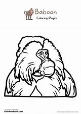 Baboon Coloring Pages For Kids – Free Printables  Art & Craft sketch template