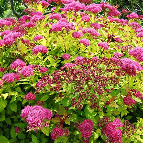 Magic Carpet Spirea For Sale | The Tree Center