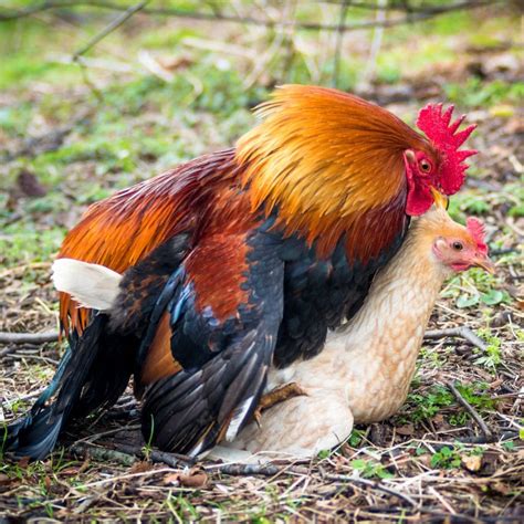 How Do Chickens Mate? For Healthy Hens, You Need To Know