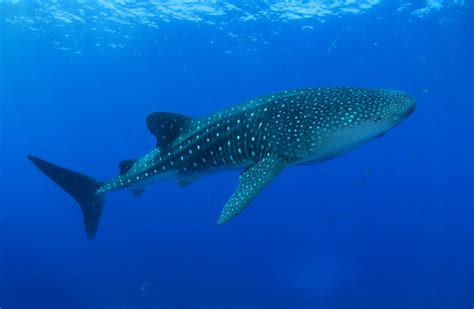 Sea Wonder: Whale Shark | National Marine Sanctuary Foundation