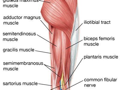 Human Lower Leg Anatomy