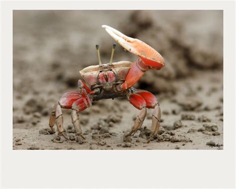 Fiddler Crab July_18_2010_Rudong | sparker_tulipe | Flickr