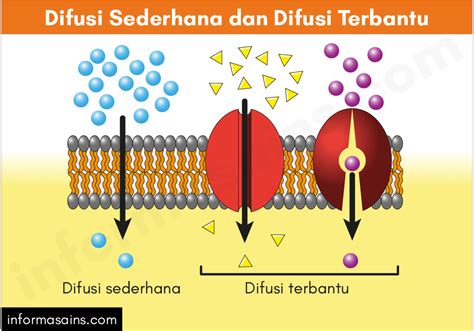 Difusi Sederhana Proses Mekanisme - Riset