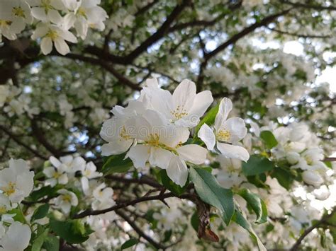 White Flowers of Apple Tree on a Branch Stock Photo - Image of holiday ...