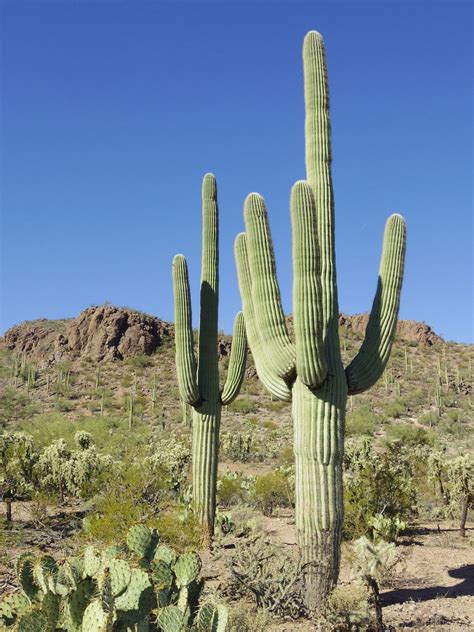 Giant Sonoran Desert Cactus Saguaro Carnegiea gigantea - 25 Seeds