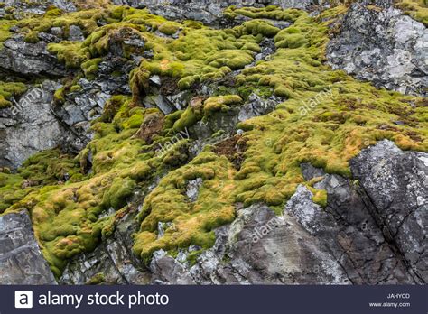 Antarctica Moss Stock Photos & Antarctica Moss Stock Images - Alamy