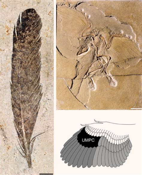 First Fossil Feather Ever Found Belonged to Archaeopteryx | Paleontology | Sci-News.com