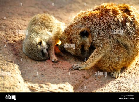 Meerkats sleeping hi-res stock photography and images - Alamy