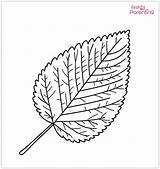 25 Leaf Coloring Pages – Free Printable Sheets And Images For Kids  sketch template