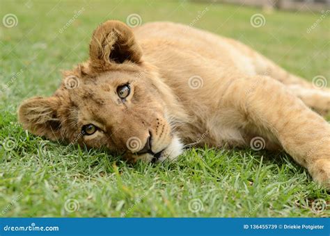 Playful African lion cub stock image. Image of green - 136455739