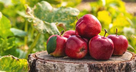 Premium Photo | Apple harvest in the garden Selective focus