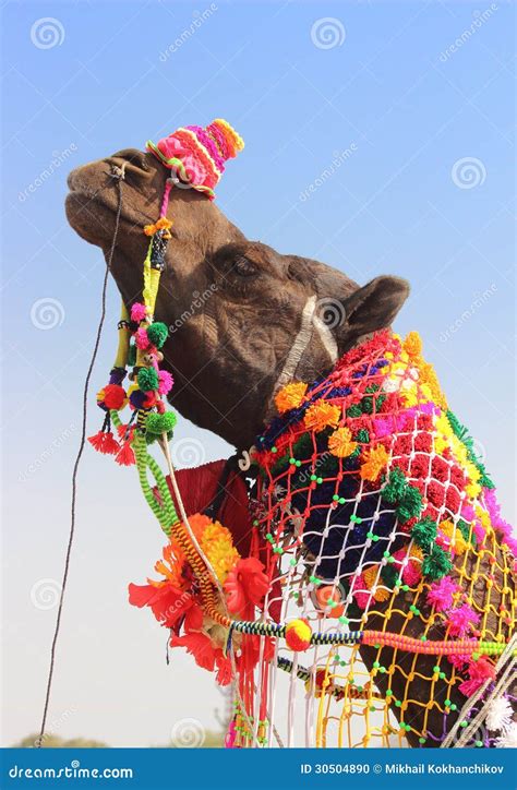 Decorated Camel during Festival in Pushkar India Stock Photo - Image of ...