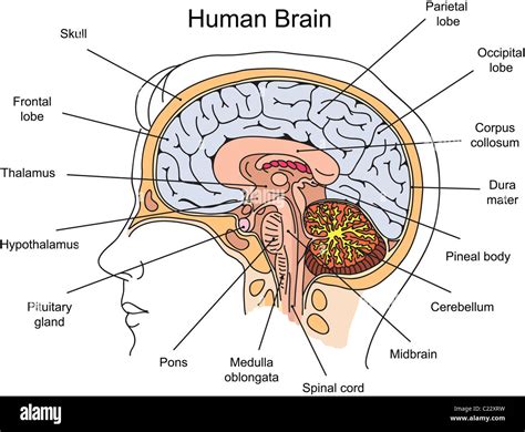 Structure of human brain illustration Stock Photo - Alamy