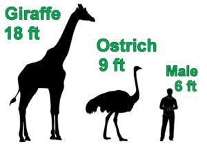 How Tall Is An Ostrich? - FactAway