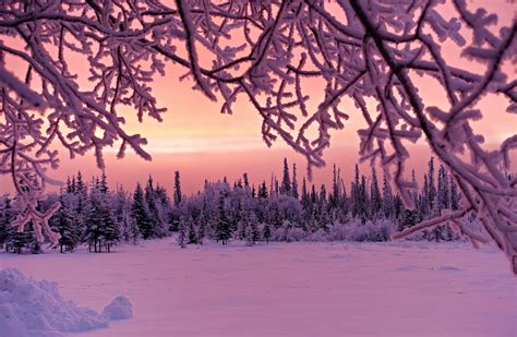 plants snow trees frost winter forest twigs wallpaper - Coolwallpapers.me!
