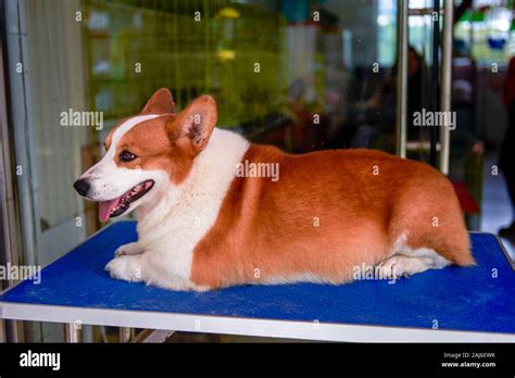 Pembroke welsh corgi lying down hi-res stock photography and images - Alamy